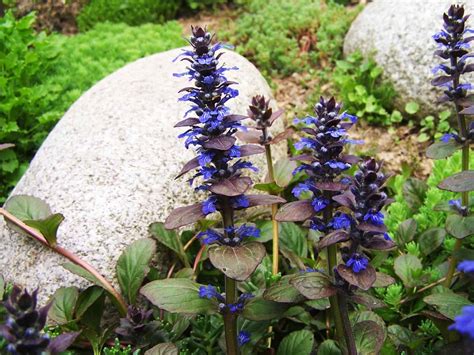 ajucax|Ajuga Plant Guide: How to Plant and Care for Ajuga